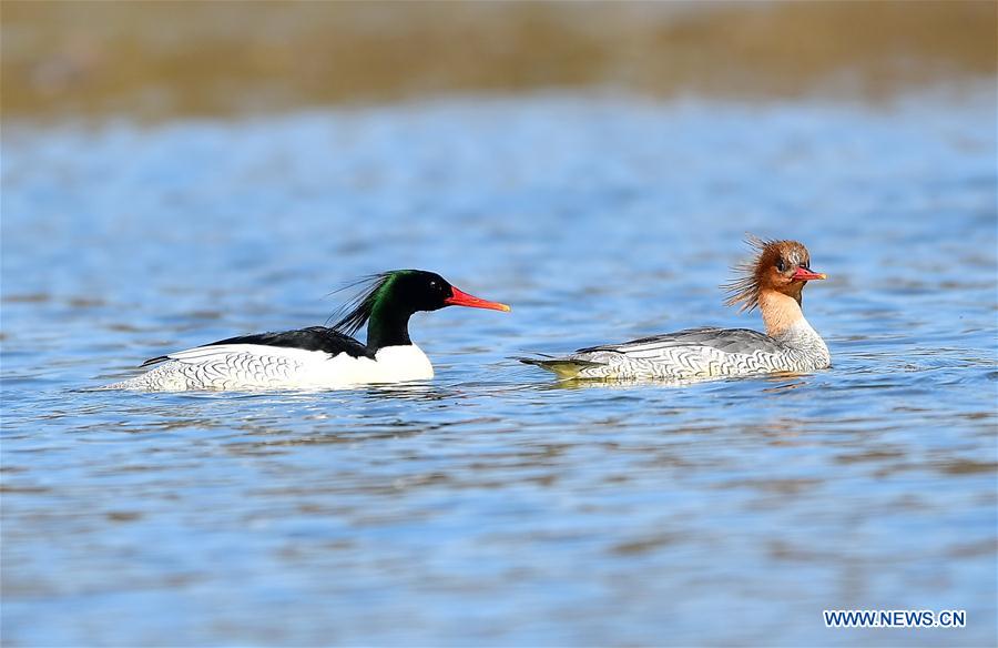 CHINA-JIANGXI-WUYUAN-CHINESE MERGANSER (CN)