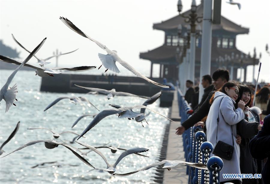 CHINA-QINGDAO-WINTER-SEA GULL (CN)