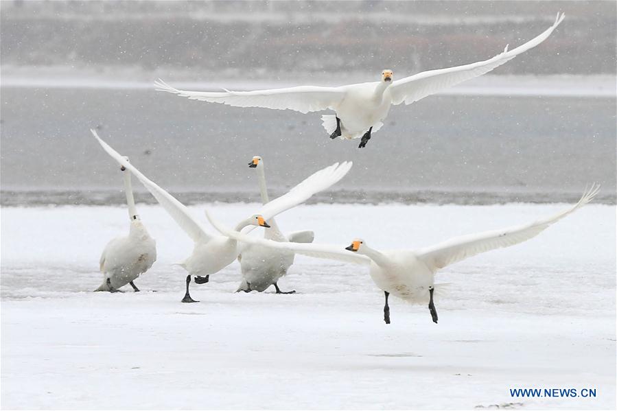 #CHINA-JIANGSU-SWANS (CN)