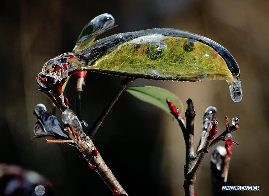 CHINA-HENAN-WINTER-ICE (CN)