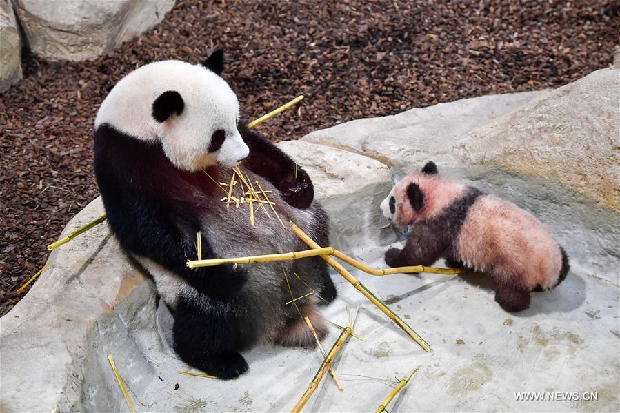 FRANCE-SAINT-AIGNAN-ZOOPARC DE BEAUVAL-PANDA BABY-YUAN MENG