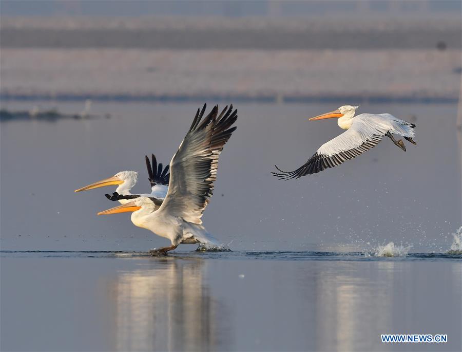 CHINA-FUJIAN-PELICANS-WINTER (CN)