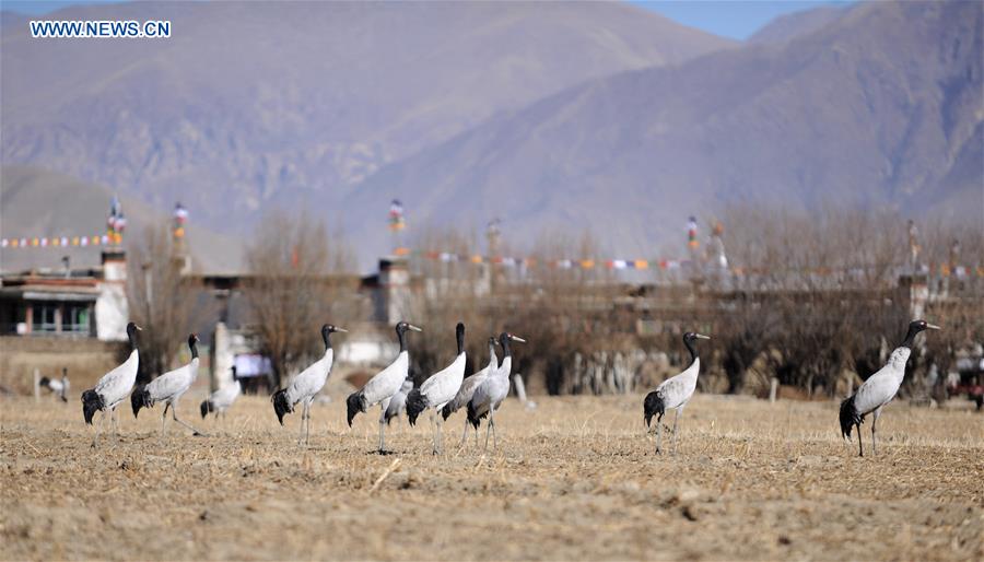 CHINA-XIGAZE-BLACK-NECKED CRANE (CN)