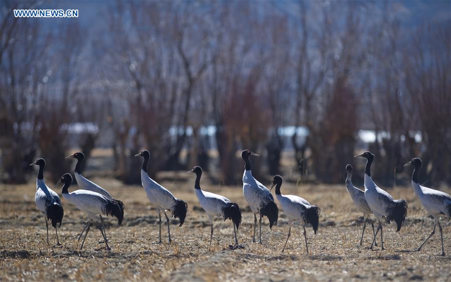 CHINA-XIGAZE-BLACK-NECKED CRANE (CN)