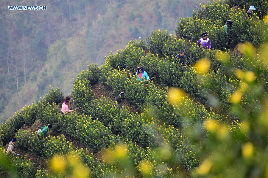 #CHINA-GUIZHOU-DANZHAI-TEA GARDEN (CN)