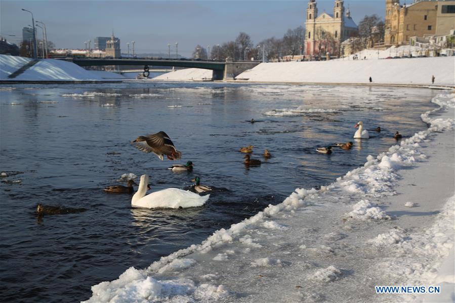 LITHUANIA-VILNIUS-SWAN