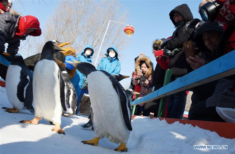 CHINA-HARBIN-PENGUIN (CN)