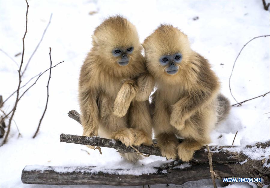 CHINA-HUBEI-SHENNONGJIA-GOLDEN MONKEY (CN)