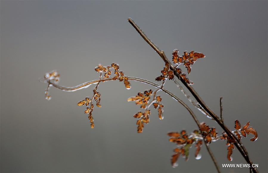 #CHINA-GUANGXI-ICICLE(CN)