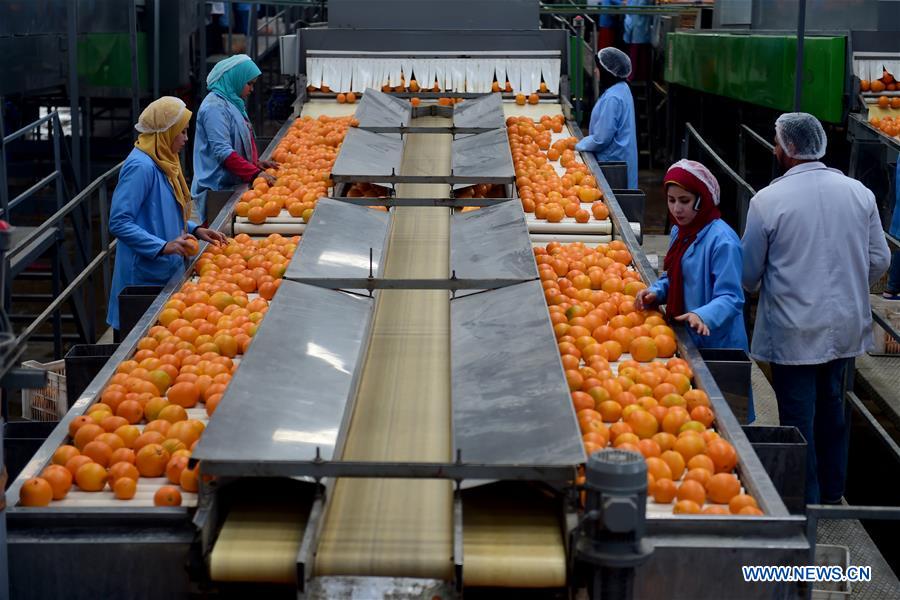 EGYPT-BEHEIRA-CITRUS-EXPORTER-CHINA