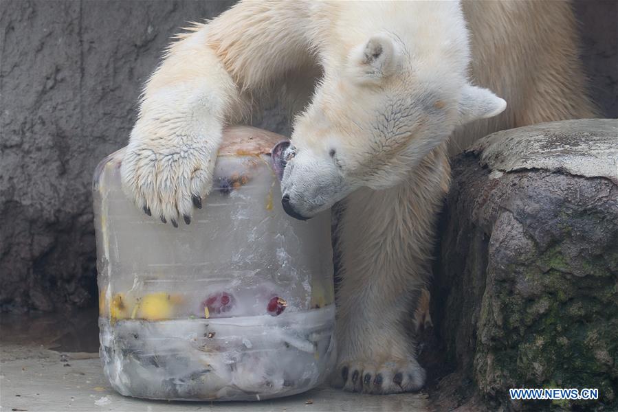 HUNGARY-BUDAPEST-ZOO-POLAR BEAR