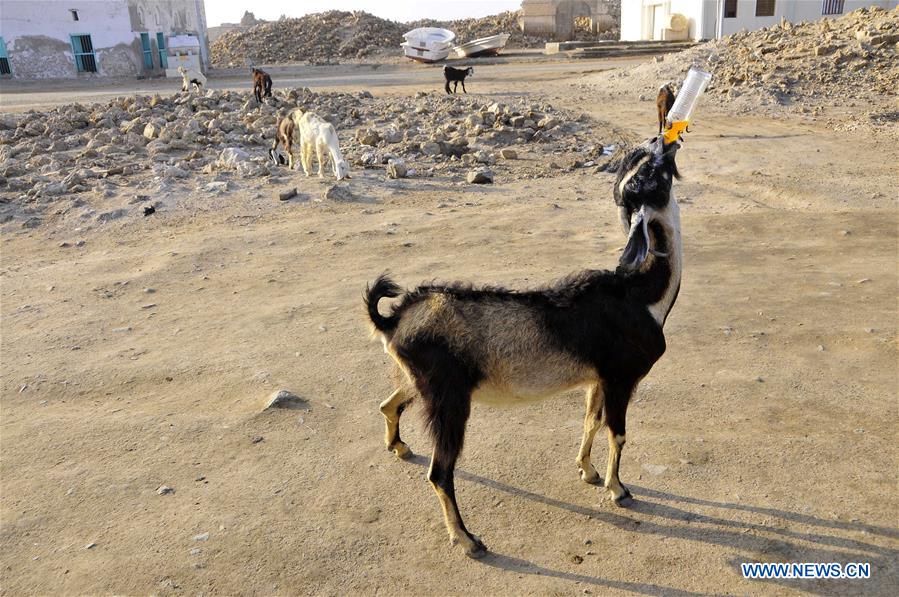 SUDAN-SUAKIN-STRANGE GOAT