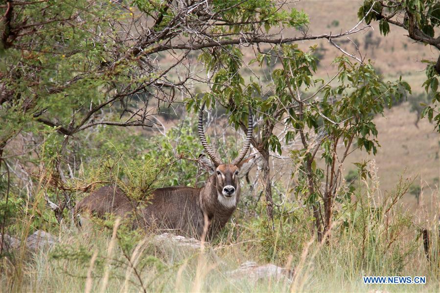 RWANDA-AKAGERA NATIONAL PARK-WILDLIFE