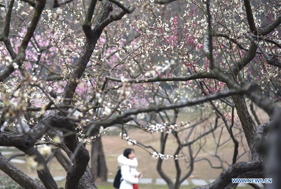 CHINA-WUHAN-WINTERSWEET FLOWERS (CN)