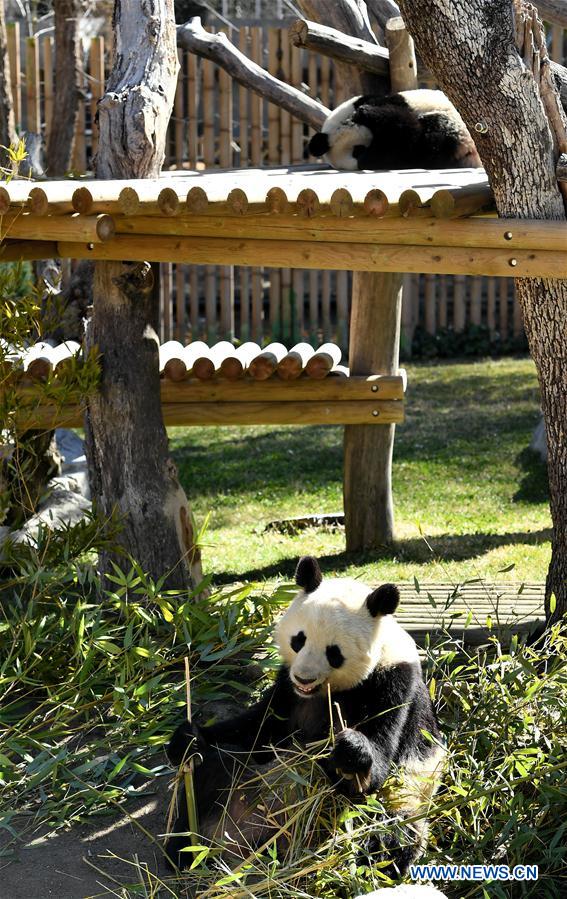 SPAIN-MADRID-CHINA-GIANT PANDAS-AGREEMENT