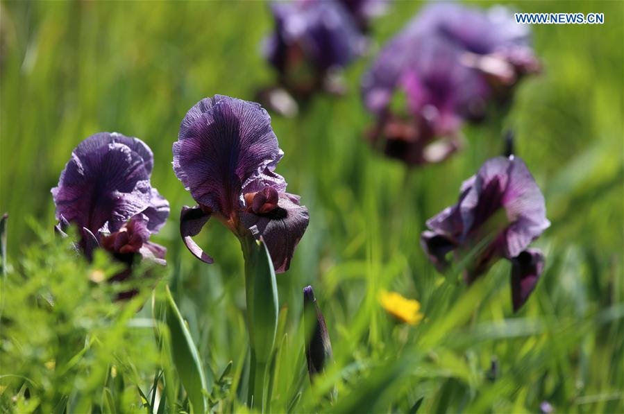 MIDEAST-JENIN-FLOWER-FAQQUA IRIS