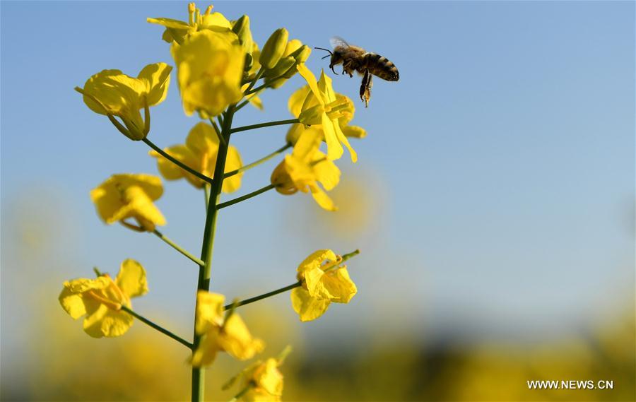 CHINA-YUNNAN-LUOPING-RAPE FLOWER(CN)