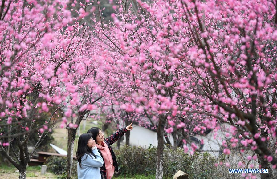 CHINA-JIANGXI-RED PLUM-BLOSSOM (CN)