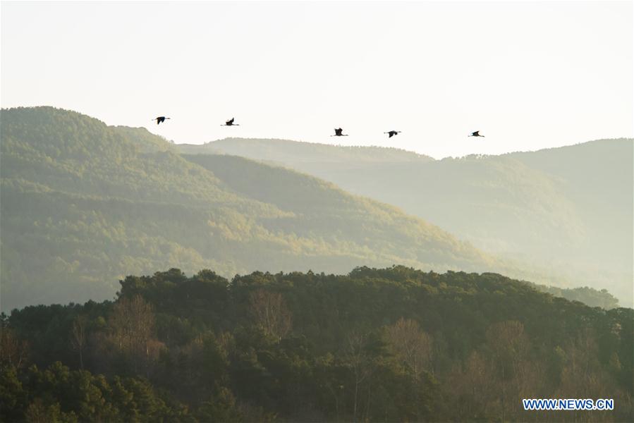 CHINA-YUNNAN-MIGRANT BIRDS (CN)