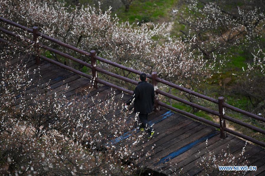 CHINA-ZHEJIANG-PLUM BLOSSOM(CN) 