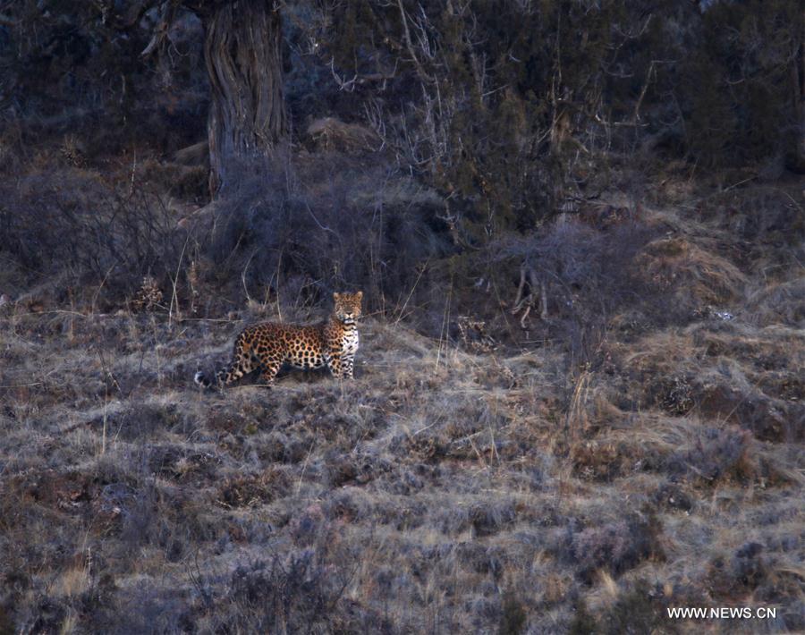 CHINA-QINGHAI-LEOPARD-PHOTOGRAPH (CN)