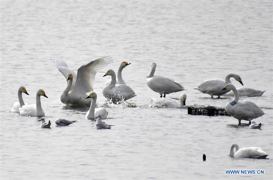 CHINA-BEIJING-WETLAND RESERVE-BIRDS (CN)