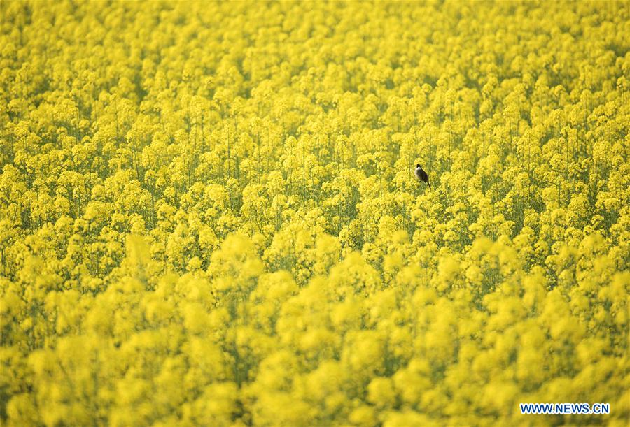 #CHINA-SPRING-SCENERY (CN)