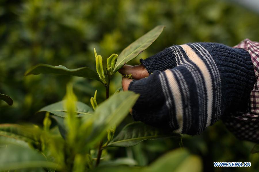 CHINA-ZHEJIANG-ANJI-TEA GARDEN (CN)