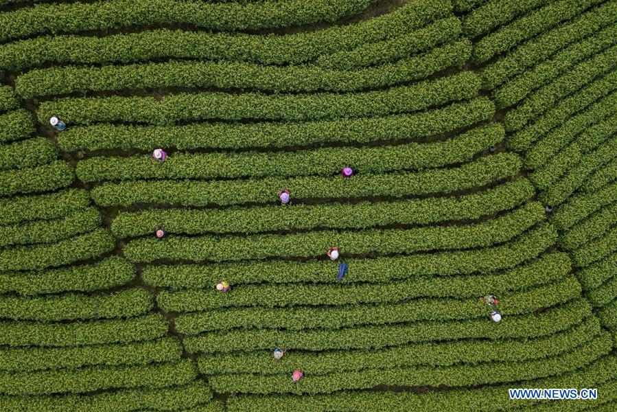 CHINA-ZHEJIANG-ANJI-TEA GARDEN (CN)