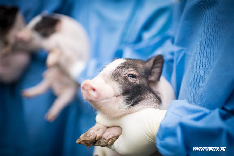 CHINA-SCIENCE-HUNTINGTON'S DISEASE-PIG MODEL (CN)