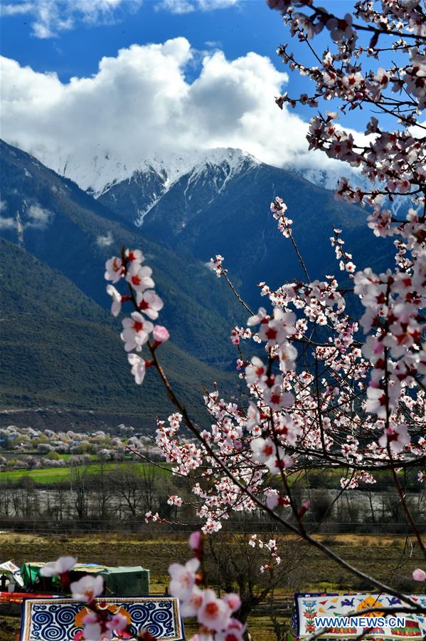 CHINA-TIBET-BOMI-PEACH BLOSSOM (CN)