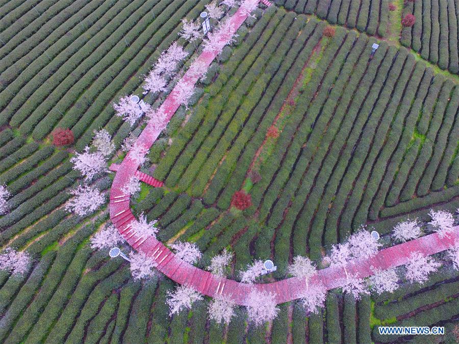 #CHINA-SPRING-TEA GARDEN (CN)