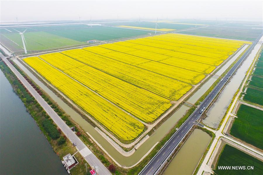 CHINA-ZHEJIANG-COLE FLOWER(CN)