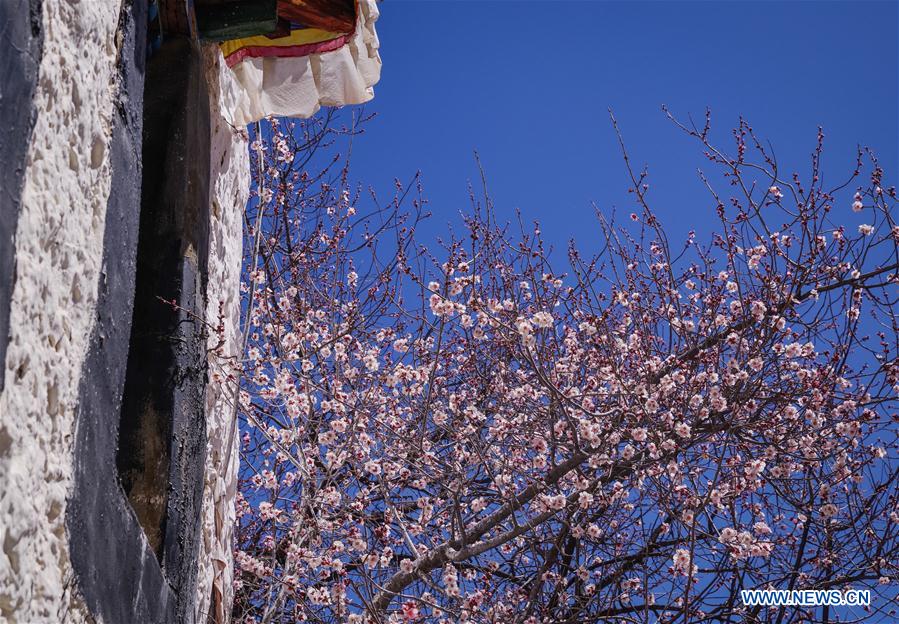 CHINA-TIBET-MONASTERY-FLOWER(CN)