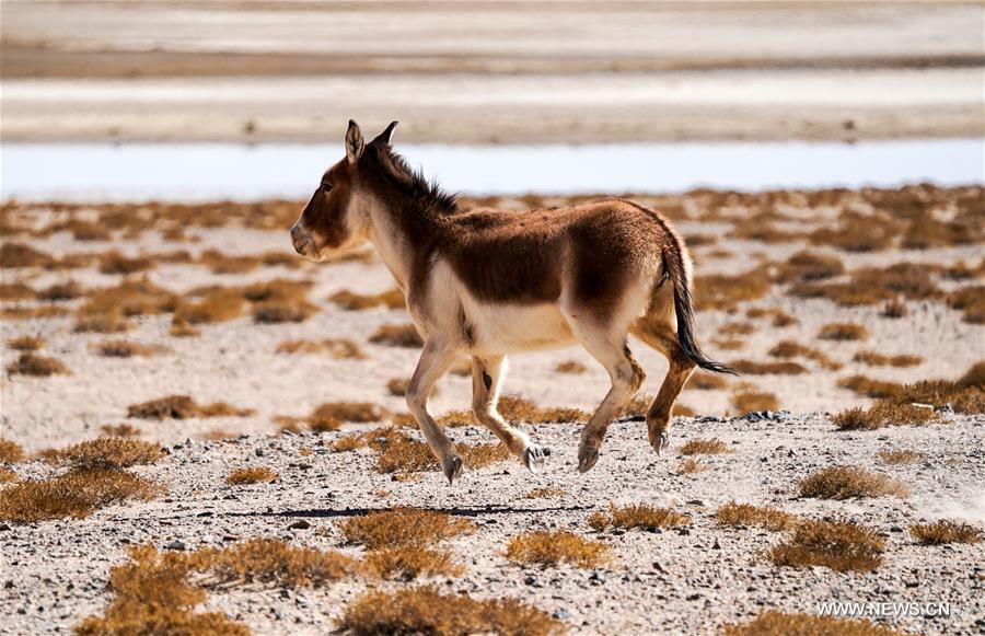 CHINA-XINJIANG-ALTUN MOUNTAINS-WILDLIFE-LANDSCAPE (CN)