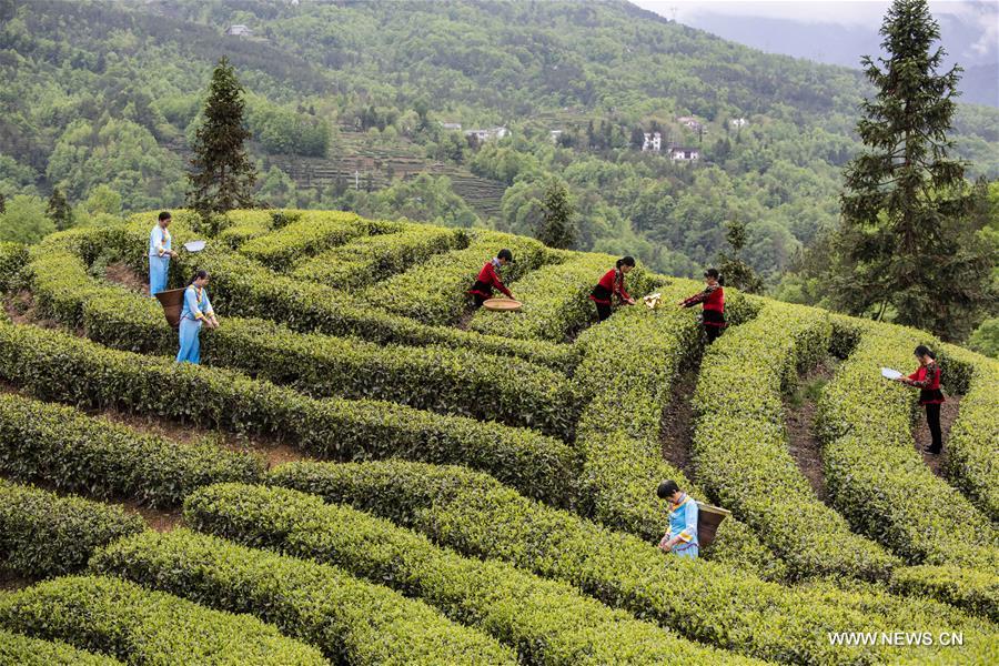 CHINA-HUBEI-TEA GARDEN(CN)