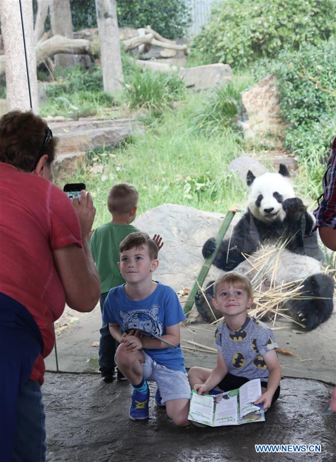 AUSTRALIA-CANBERRA-GIANT PANDAS