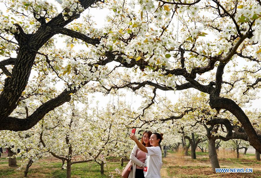 CHINA-HEBEI-CHANGLI-PEAR GARDEN(CN)