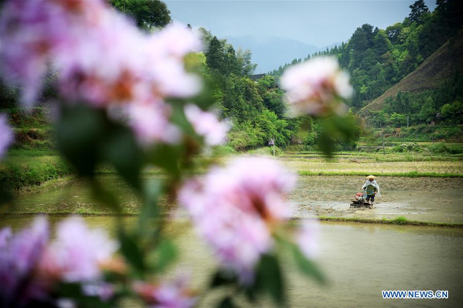 #CHINA-GUYU-FARM WORK(CN)