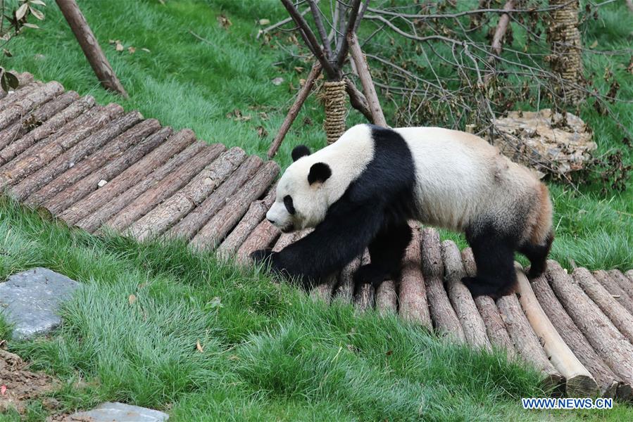 CHINA-GUIYANG-GIANT PANDAS-MEETING PUBLIC(CN)