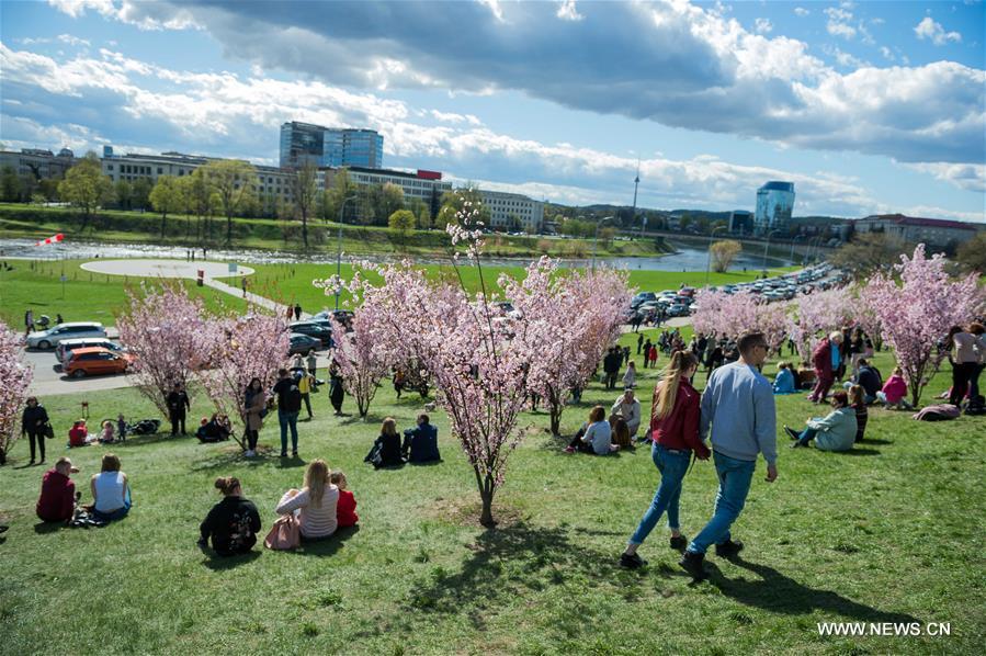 LITHUANIA-VILNIUS-CHERRY BLOSSOMS