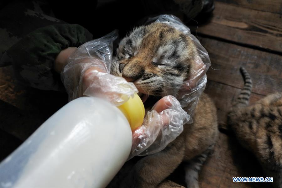 #CHINA-HEILONGJIANG-SIBERIAN TIGER-QUINTUPLETS (CN)