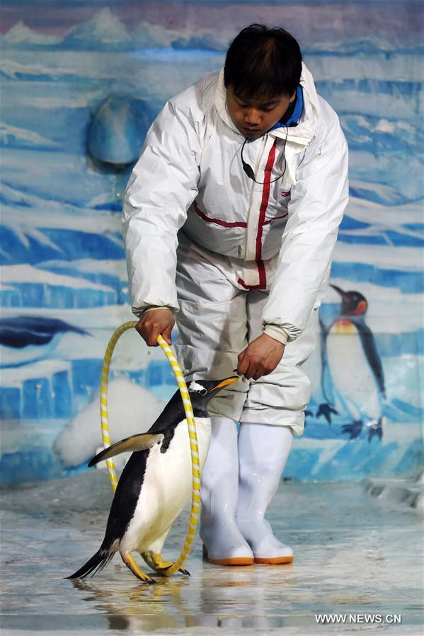 CHINA-HARBIN-PENGUIN-PERFORMANCE (CN)