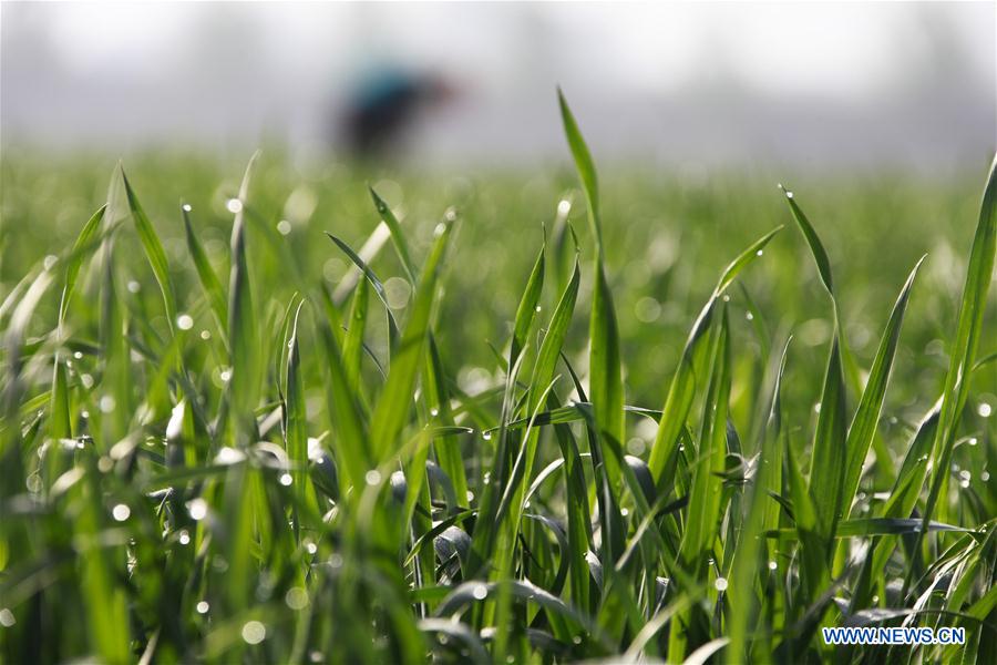 #CHINA-SPRING-FARMING (CN)