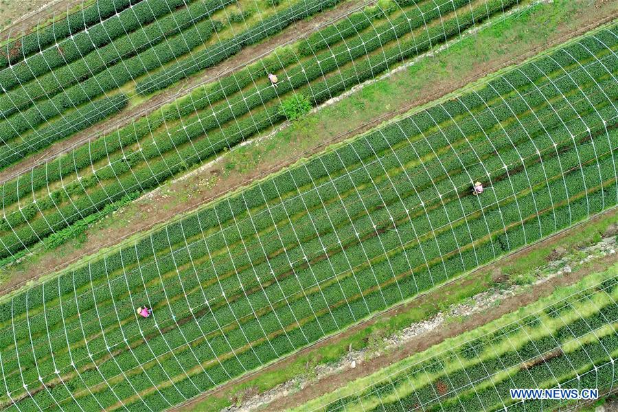 CHINA-HEBEI-TEA GARDEN(CN)