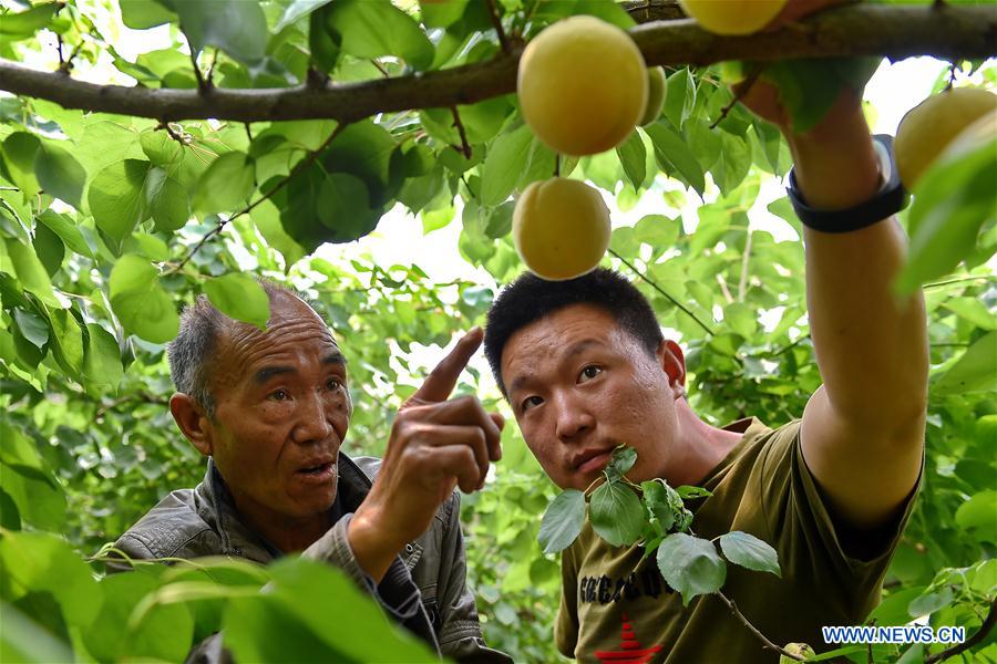 CHINA-SHANXI-APRICOTS-HARVEST (CN)