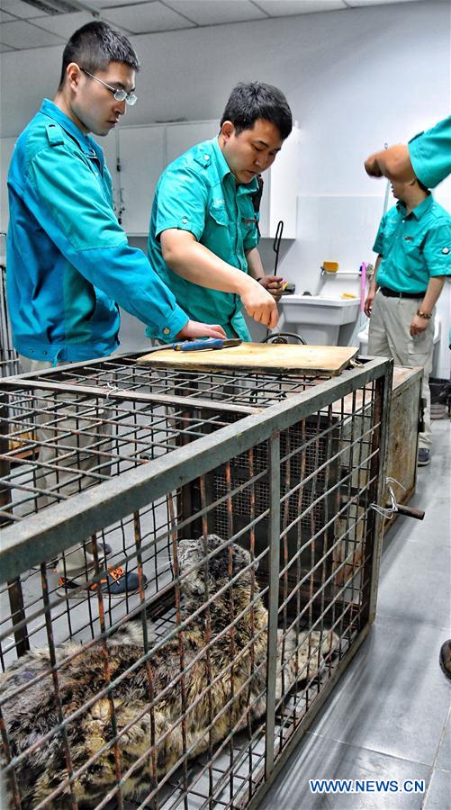 CHINA-BEIJING-ANIMAL CARE-SNOW LEOPARD-RECOVERY (CN)