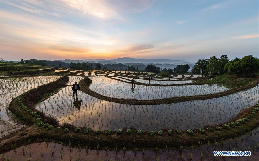 #CHINA-CHONGQING-FARM WORK (CN)