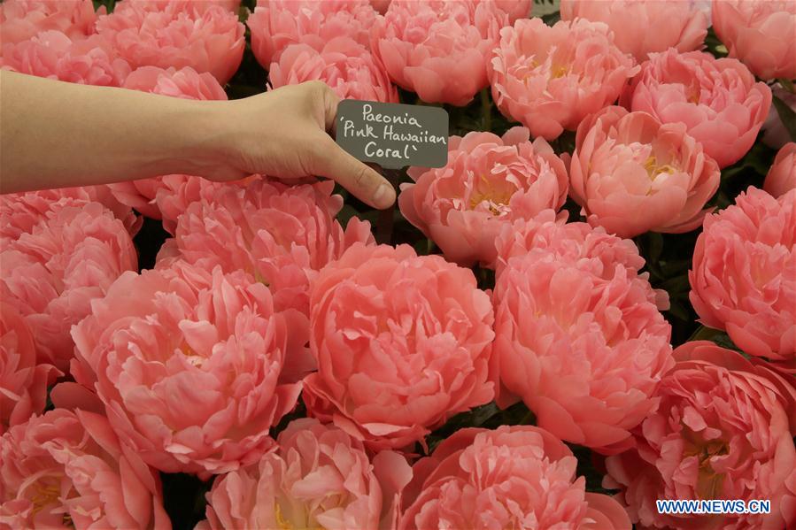 BRITAIN-LONDON-CHELSEA FLOWER SHOW