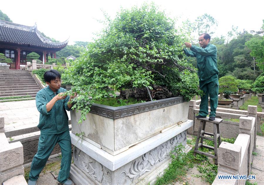 #CHINA-JIANGSU-SUZHOU-POTTED LANDSCAPE (CN)